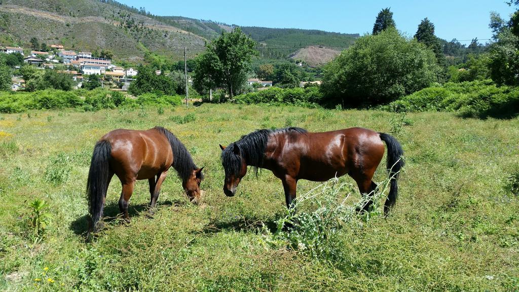 Casa De Baixo - Nature Hotel Alvoco das Várzeas Pokój zdjęcie